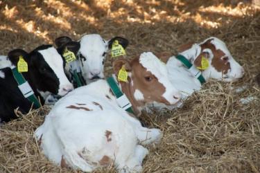 Calves Vortex Holsteins Evolution Farm Vets